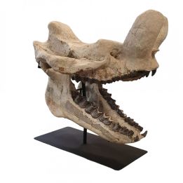 Bronthotherium megaceratops skull