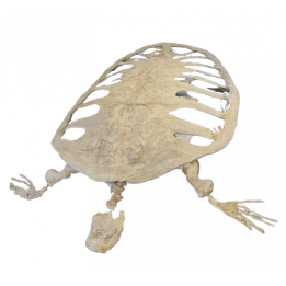 Alienochelys selloumi (turtle)