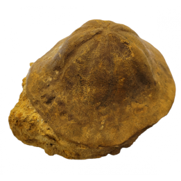 clypeaster campanulatus