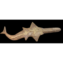 Onchopristis numidus