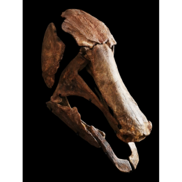 Mawsonia lavocati