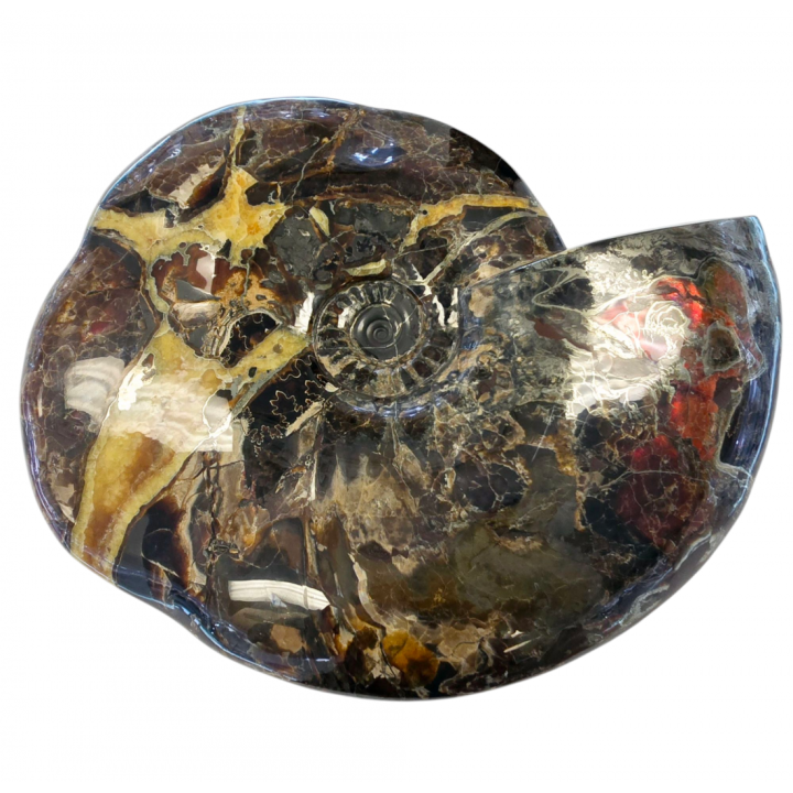 Craspedodiscus sp. Ammolite