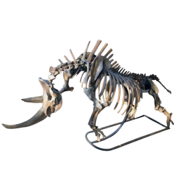 coelodonta antiquitatis woolly rhinoceros