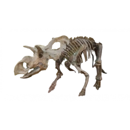 albertoceratops nesmoi (skeleton)