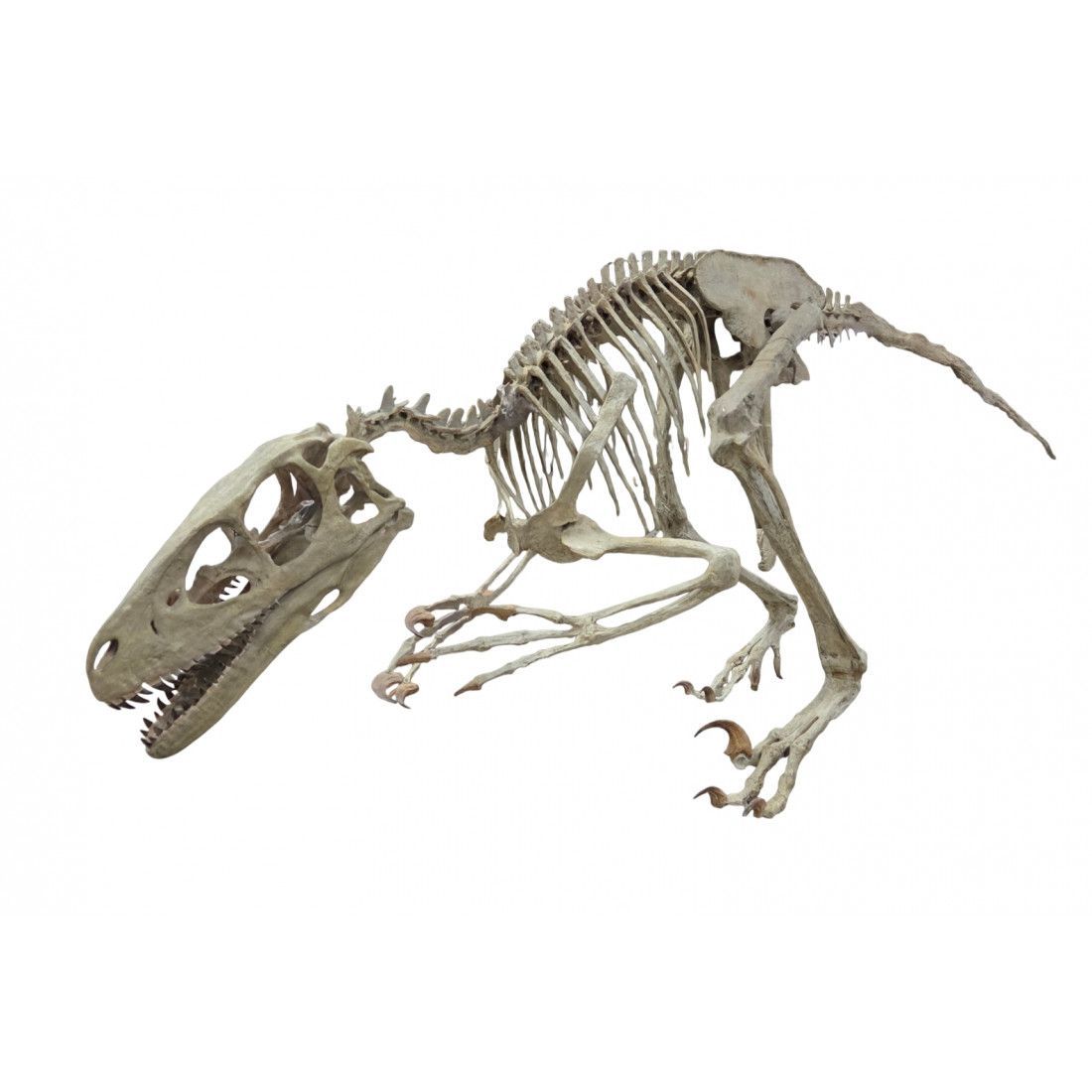 Deinonychus antirrhopus