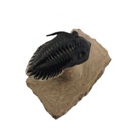 Minicryphaeus giganteus