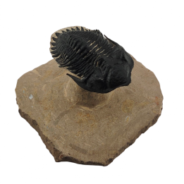 Minicryphaeus giganteus