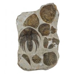kolihapeltis chlupaci hollardi with scutellum pigydium
