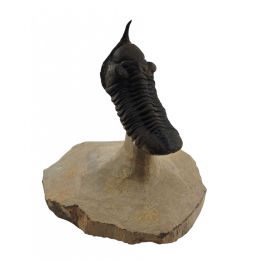 morocconites malladoides