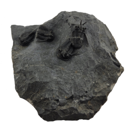 Cyphaspis walteri