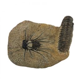 dicranurus monstrosus + crotalocephalus gibbus