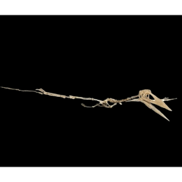 Phosphatodraco mauritanicus (Pterosaur)