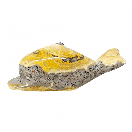 dolphin bumblebee jasper