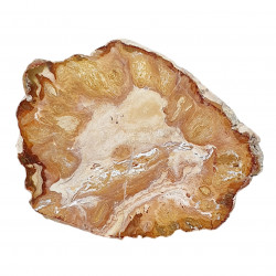 petrified wood from madagascar 