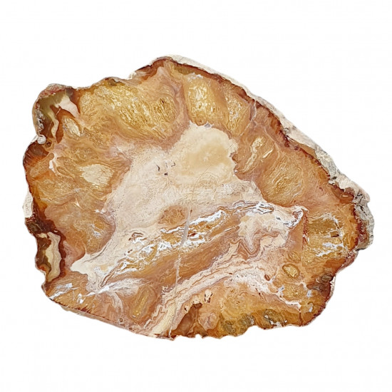 petrified wood from madagascar 