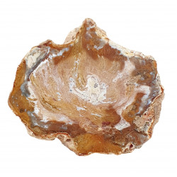 petrified wood from madagascar 