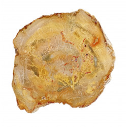 petrified wood from madagascar 