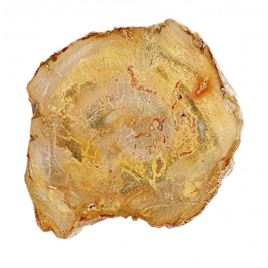 petrified wood from madagascar 