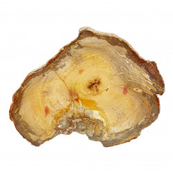 petrified wood from madagascar 