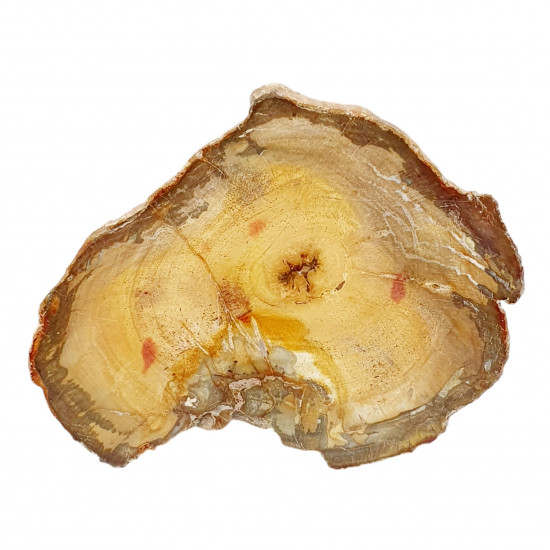 petrified wood from madagascar 
