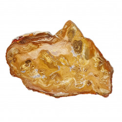 petrified wood from madagascar 