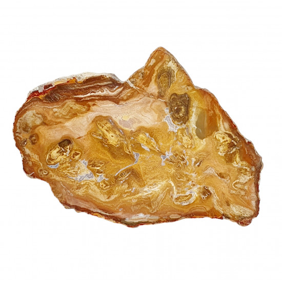 petrified wood from madagascar 