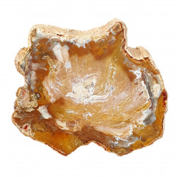 bois fossile de madagascar 