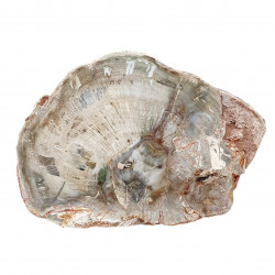 petrified wood from madagascar 