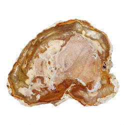 petrified wood from madagascar 