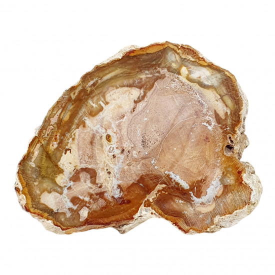 petrified wood from madagascar 