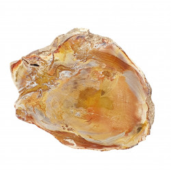 petrified wood from madagascar 