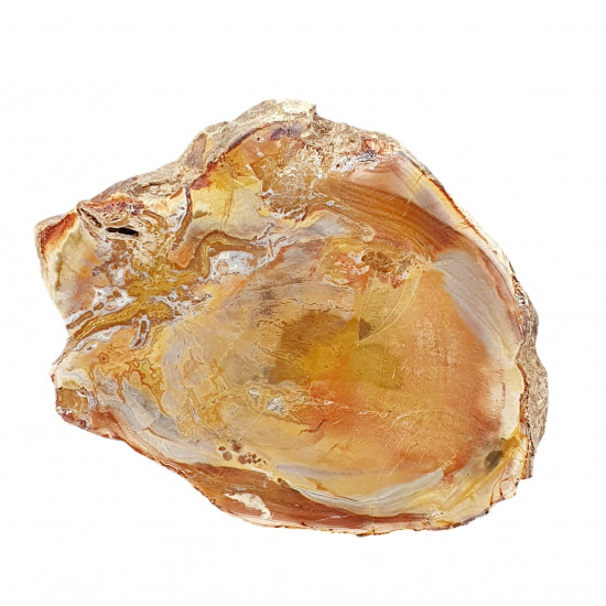 petrified wood from madagascar 