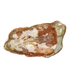 petrified wood from madagascar 