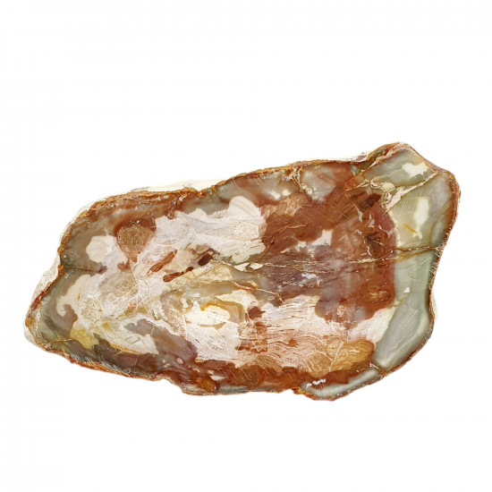 petrified wood from madagascar 
