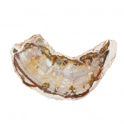 bois fossile de madagascar 