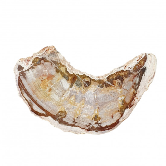 bois fossile de madagascar 