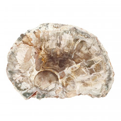 petrified wood from madagascar 