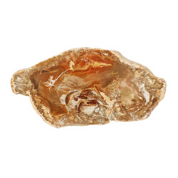 petrified wood from madagascar 