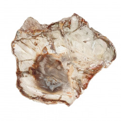 petrified wood from madagascar 