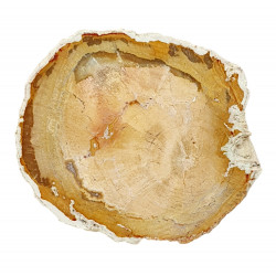 petrified wood from madagascar 