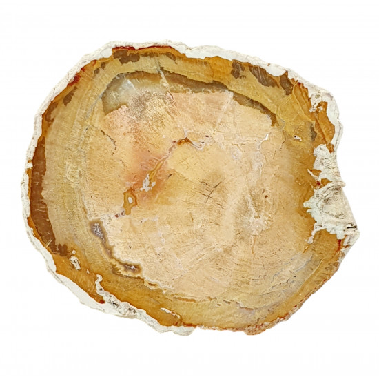 petrified wood from madagascar 