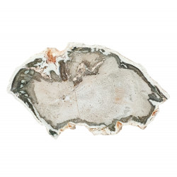 bois fossile de madagascar 