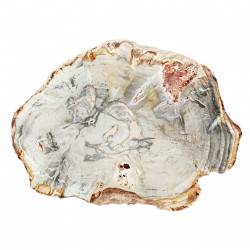 petrified wood from madagascar 