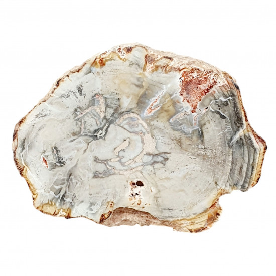 petrified wood from madagascar 