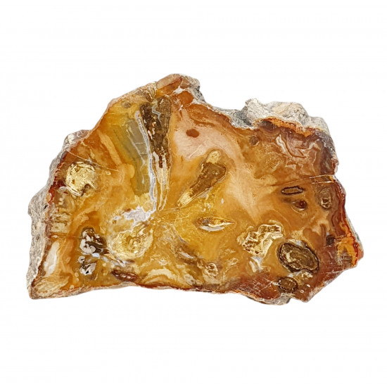 petrified wood from madagascar 