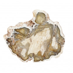 petrified wood from madagascar 