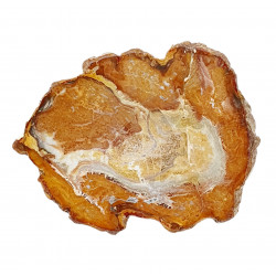 petrified wood from madagascar 