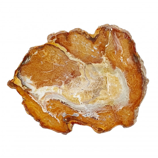 petrified wood from madagascar 