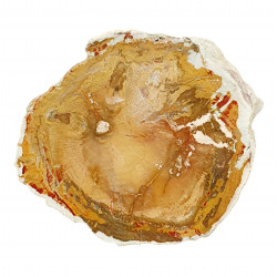 petrified wood from madagascar 