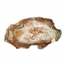 petrified wood from madagascar 